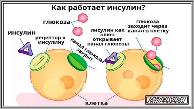 Метформин - инструкция по применению для похудения - цена лекарства, отзывы