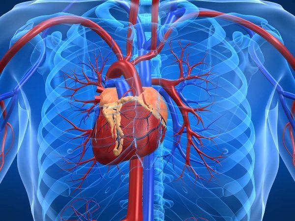 Уплотнение аорты – причины, симптомы, осложнения и лечение уплотнения аорты