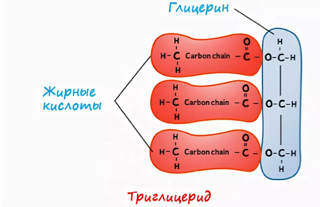 Триглицериды - что это такое и что показывает