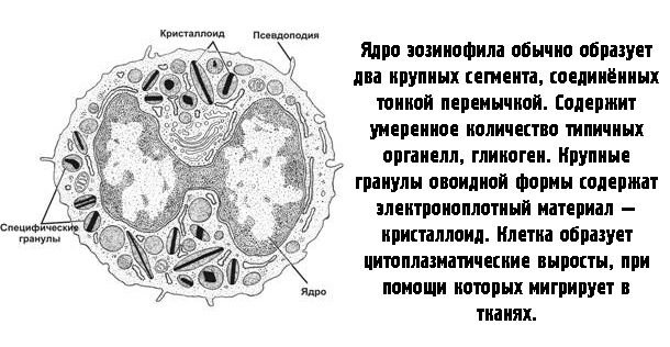 Eos расшифровка общего анализа крови. Что значат повышенные эозинофилы в анализе крови у взрослых? Врач клинической лабораторной диагностики
