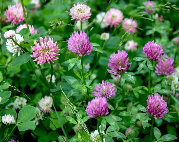 Как лечить стенокардию сердца, используя народные методы