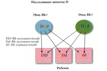 Самая распространенная группа крови и какой резус-фактор встречается чаще