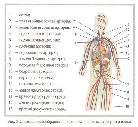 Сердечно-сосудистая система человека: анатомо-физиологические особенности сердца, круги кровообращения, строение и функции