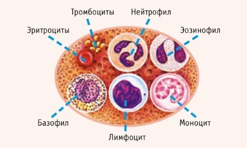 Признаки заболеваний крови