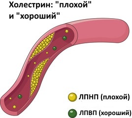 Триглицериды - что это такое и что показывает