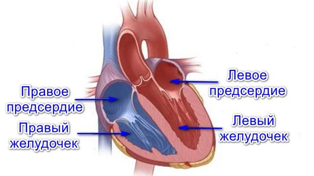 Сердце человека: анатомическое строение, функции, принцип работы