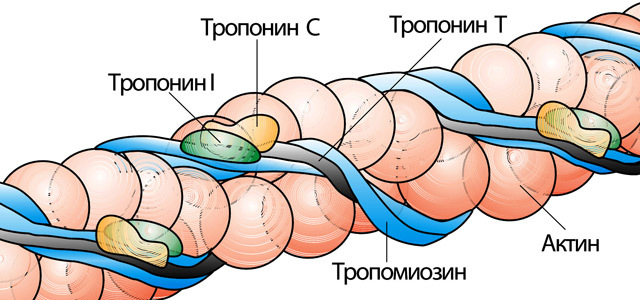 Тропонин в крови: что это, виды (T, I, C), нормы, повышение в анализах, уровень при инфаркте. 3 правила подготовки к проведению тропонинового теста