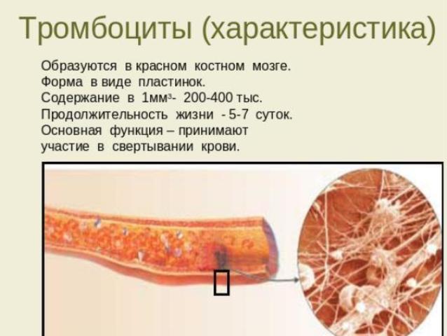 Средний объем тромбоцитов повышен - Гид-медик