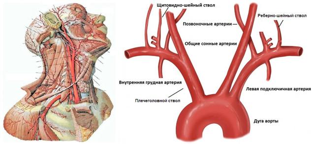 Допплерография Сосудов Шеи и Головы как Метод Диагностики