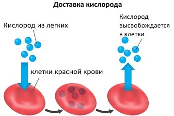 Строение и функции эритроцитов в крови. Какую функцию выполняют эритроциты