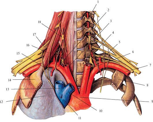 Внутренняя сонная артерия