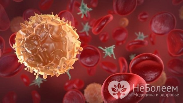 Общий (развернутый) анализ крови: что показывает, как сдавать