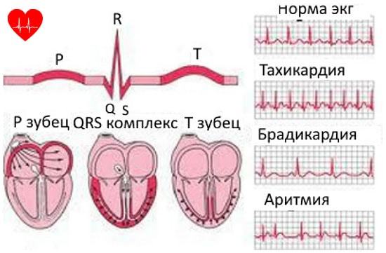 Какой должен быть пульс у здорового человека - сколько ударов в минуту