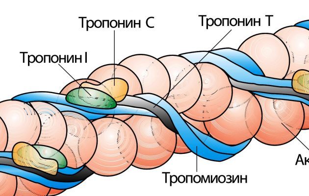 Анализы при стенокардии - общий анализ крови, холестерин, тропонины