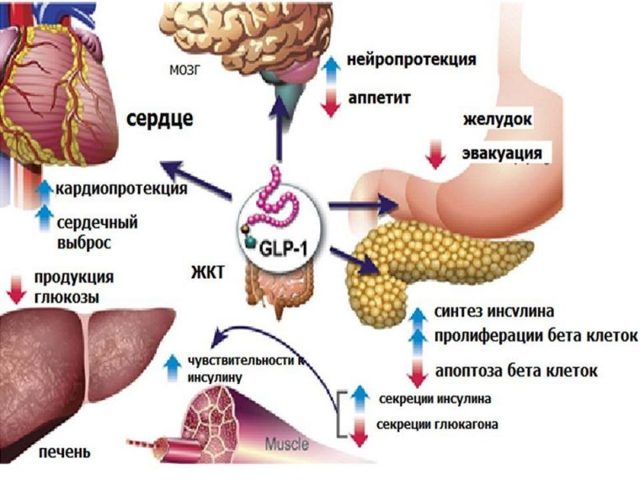 Виктоза – инструкция по применению, аналоги, отзывы