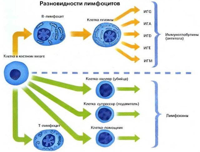Норма лимфоцитов в крови у мужчин – виды лимфоцитов и их функции, нормы и отклонения