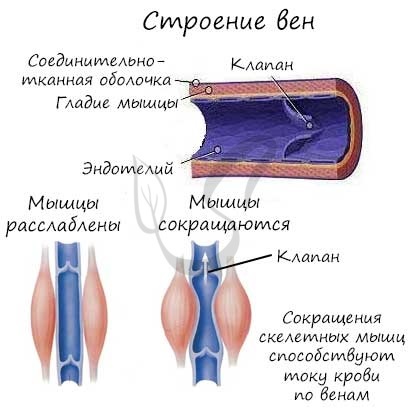 Из левого желудочка вытекает кровь | Наше сердце