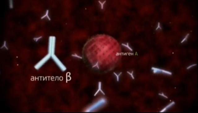 Анализ крови на антитела – выявление инфекционных заболеваний (корь, гепатит, хеликобактер, туберкулез, лямблии, трепонема и др.). Анализ крови на наличие резус-антител при беременности