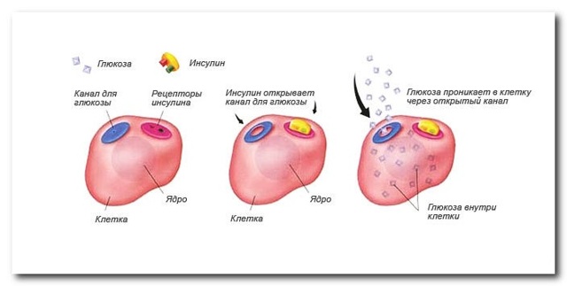 Уровень глюкозы в крови: норма
