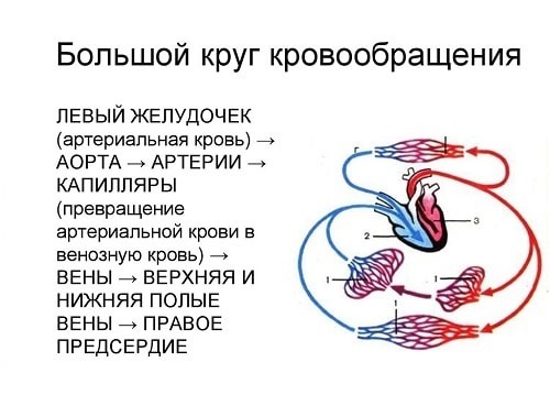 Анатомия и внутреннее строение сердца человека. Физиология сердца: проводящая система сердца