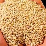 Ячневая каша польза и вред при диабете