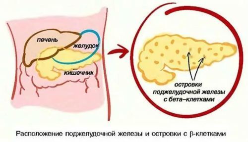 Инсулин в крови: норма у женщин, мужчин и детей
