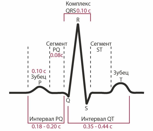 Зубцы электрокардиограммы. ЭКГ во взаимосвязи с сокращениями сердца