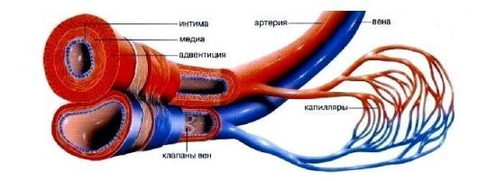 Диабетическая ангиопатия нижних конечностей: лечение сосудов при сахарном диабете, симптомы