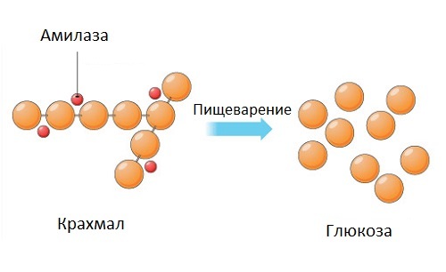 Альфа-амилаза в крови повышена