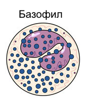 Базофилы в крови: нормы, расшифровка