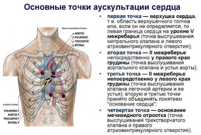 Аускультация сердца (выслушивание): точки, алгоритм, суть