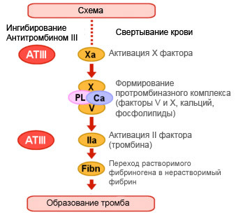Антитромбин III (определение уровня в плазме крови)