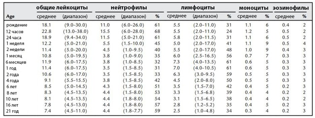 Моноциты - что это такое и какую функцию в крови они выполняют, показатели нормы моноцитов и методы лечения при их отклонениях