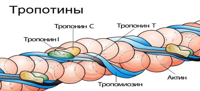 Тропонин в крови: что это, виды (T, I, C), нормы, повышение в анализах, уровень при инфаркте. 3 правила подготовки к проведению тропонинового теста
