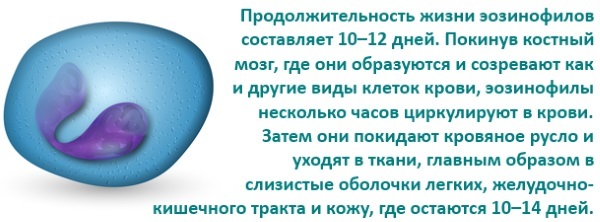 Эозинофилы повышены: патология или вариант нормы
