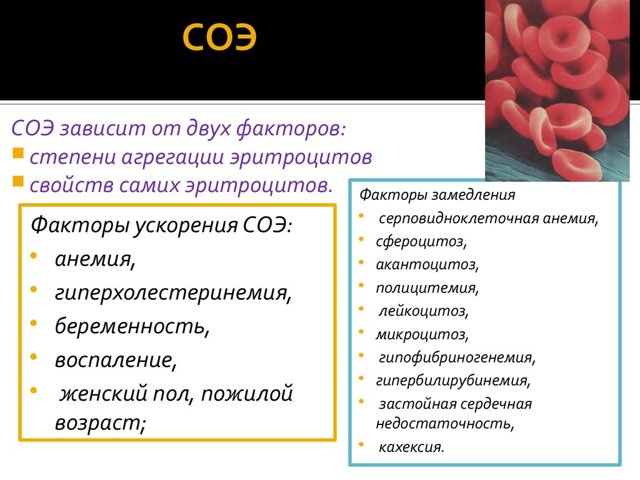 Что делать, если густая кровь при беременности? - Здоровая кровь