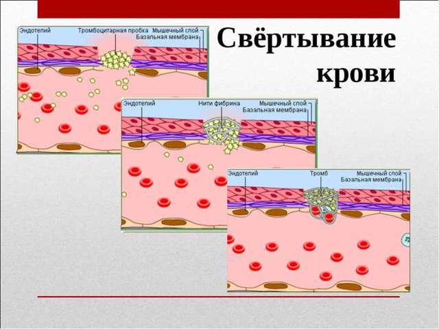 Анализ крови фибриноген норма у женщин