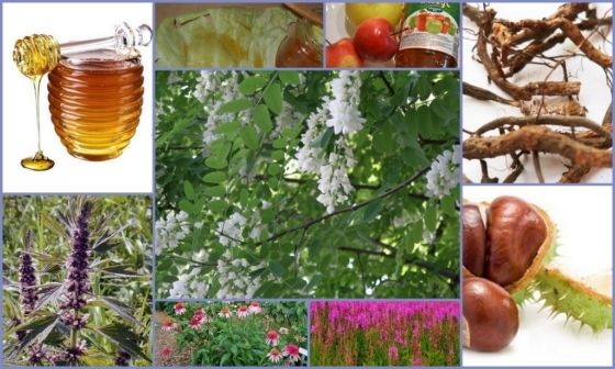 Народные средства от тромбофлебита нижних конечностей: травы, мед, лечение в домашних условиях