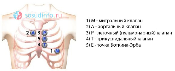 Аускультация сердца (выслушивание): точки, алгоритм, суть