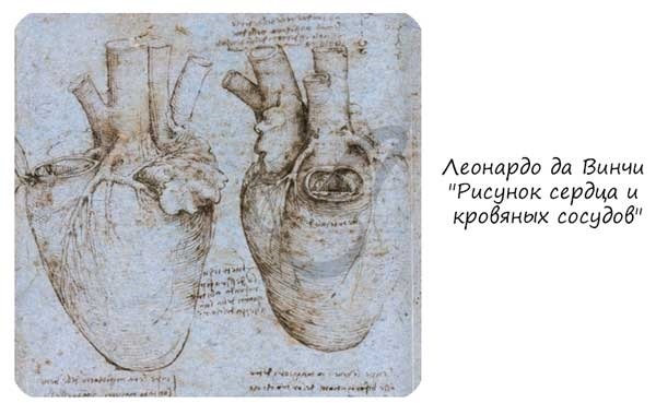 К малому кругу кровообращения относят легочное вену почему? - Школьные Знания.com