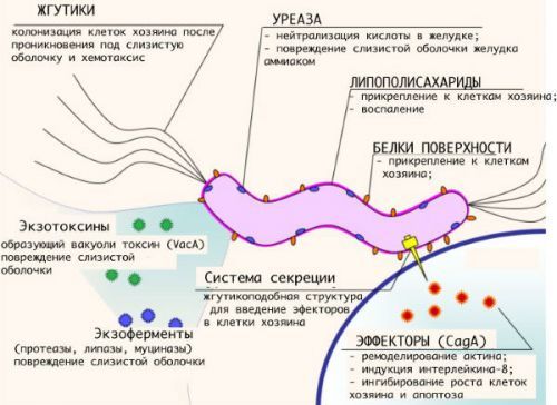 Анализ крови на антитела – выявление инфекционных заболеваний (корь, гепатит, хеликобактер, туберкулез, лямблии, трепонема и др.). Анализ крови на наличие резус-антител при беременности