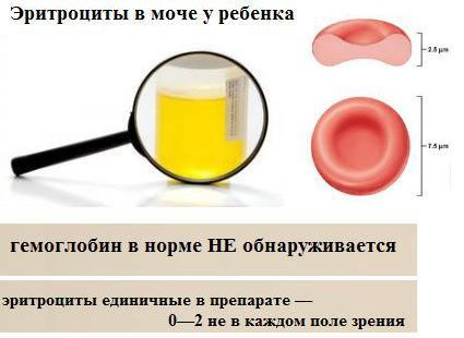 Эритроциты. Строение и состав эритроцитов