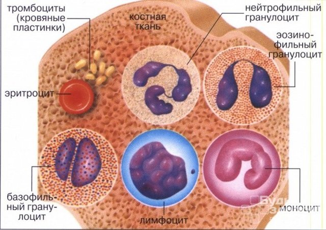 Общий (развернутый) анализ крови: что показывает, как сдавать