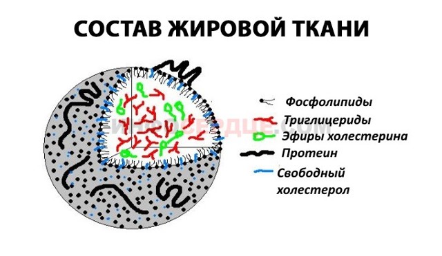 Хилез крови у взрослых и детей: что это, причины и лечение