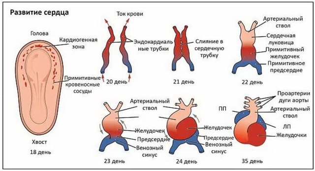 Когда начинает биться сердце у плода