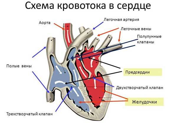 Тренировки и упражнения для сердца