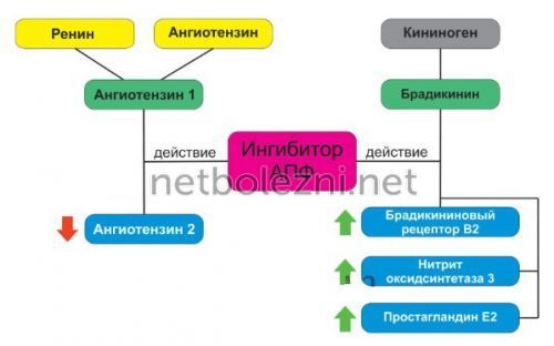 Ингибиторы АПФ: список препаратов при гипертонии. Ингибиторы АПФ – что это такое?