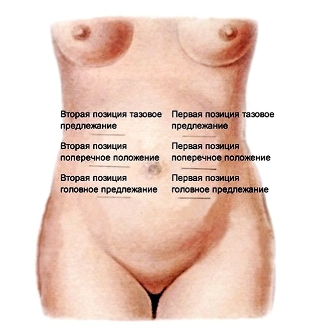 Когда начинает биться сердце у эмбриона