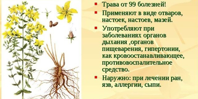 От чего помогает зверобой?