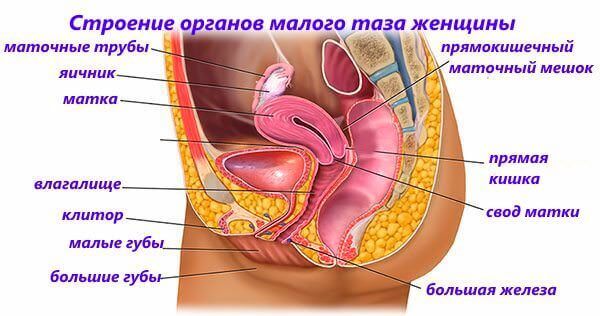 Застой крови в малом тазу у женщин и мужчин: симптомы, лечение, причины